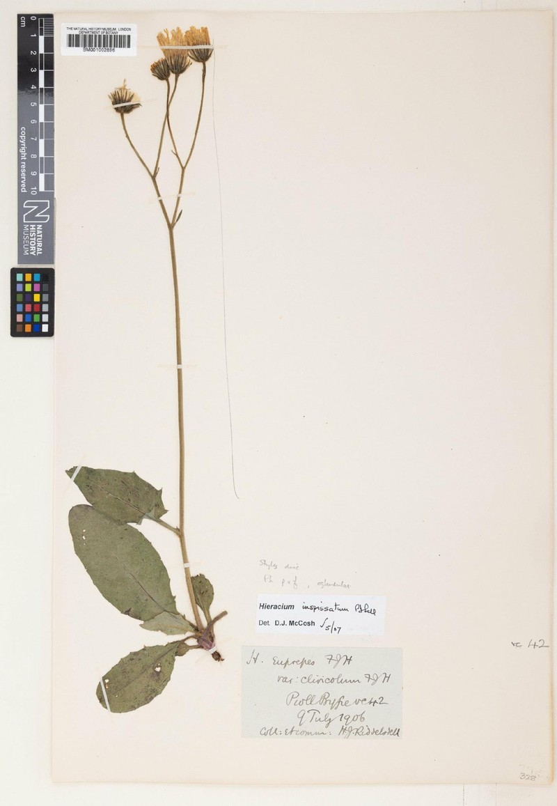 Hieracium inspissatum