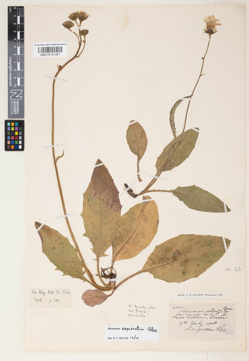 Hieracium inspissatum photo 2