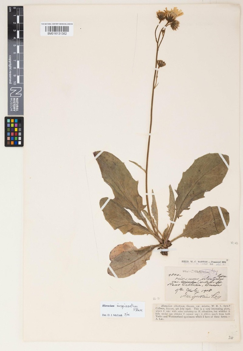 Hieracium inspissatum photo 3
