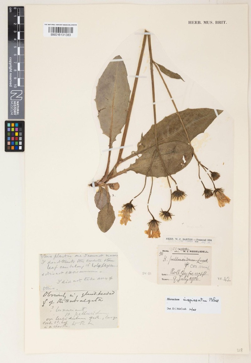 Hieracium inspissatum photo 4