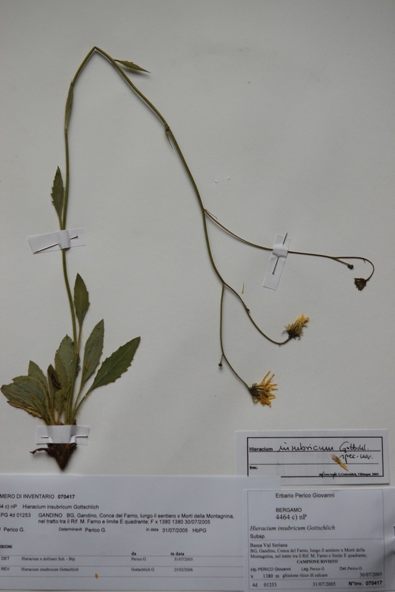 Hieracium insubricum
