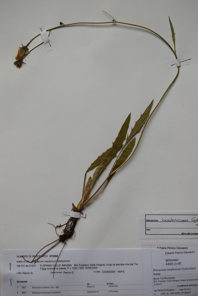 Hieracium insubricum photo 2