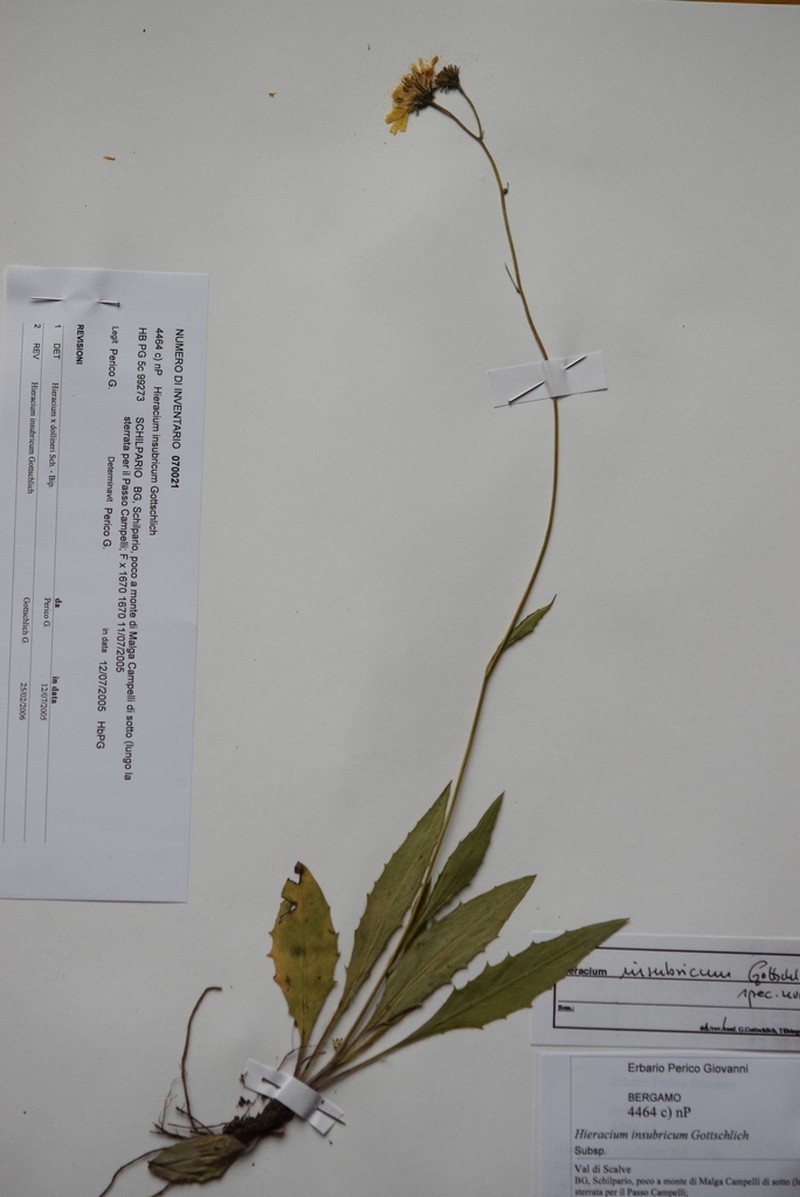 Hieracium insubricum photo 3