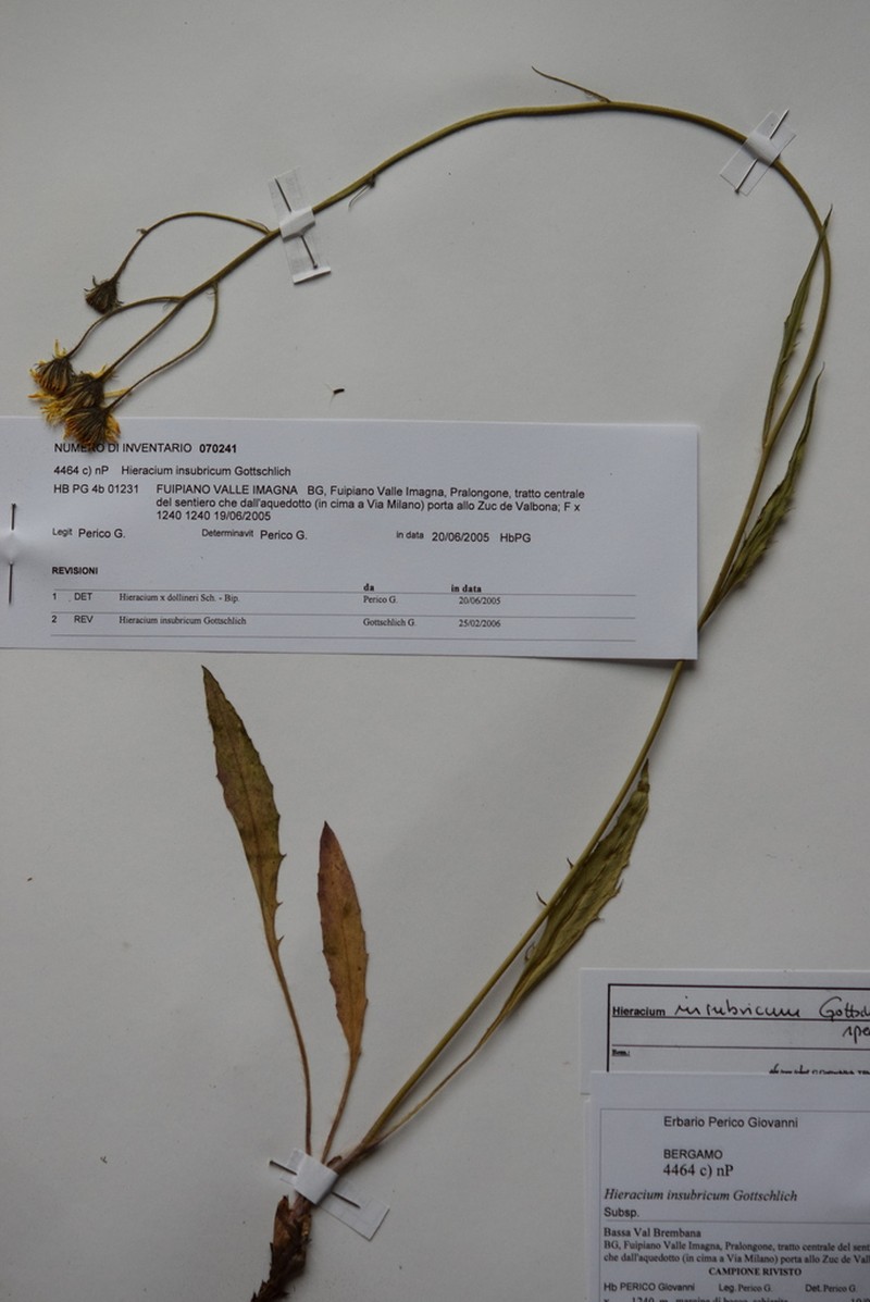 Hieracium insubricum photo 4