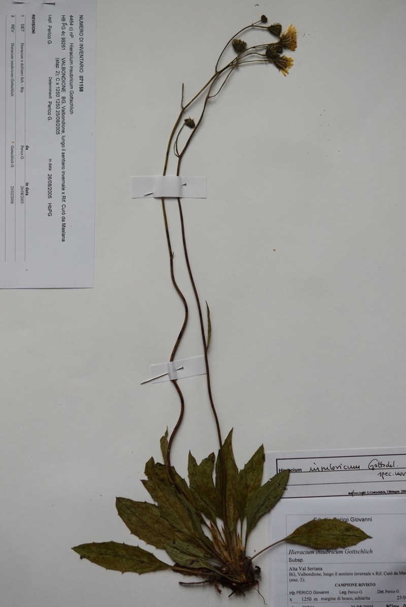 Hieracium insubricum photo 5