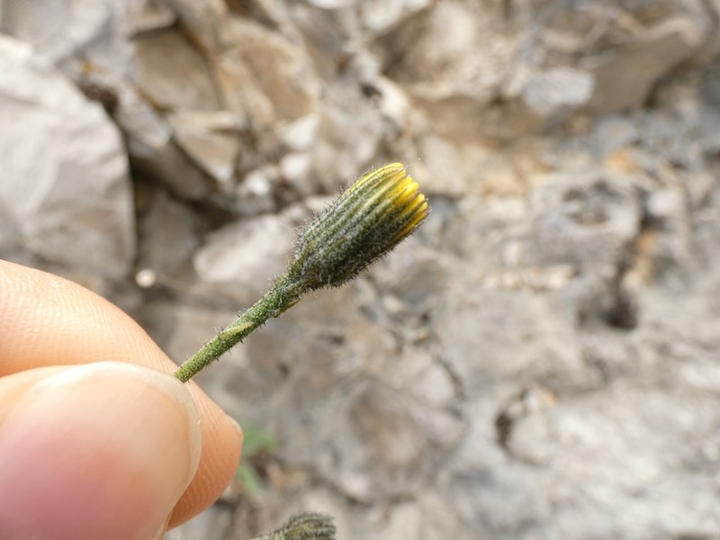 Hieracium insubricum photo 6