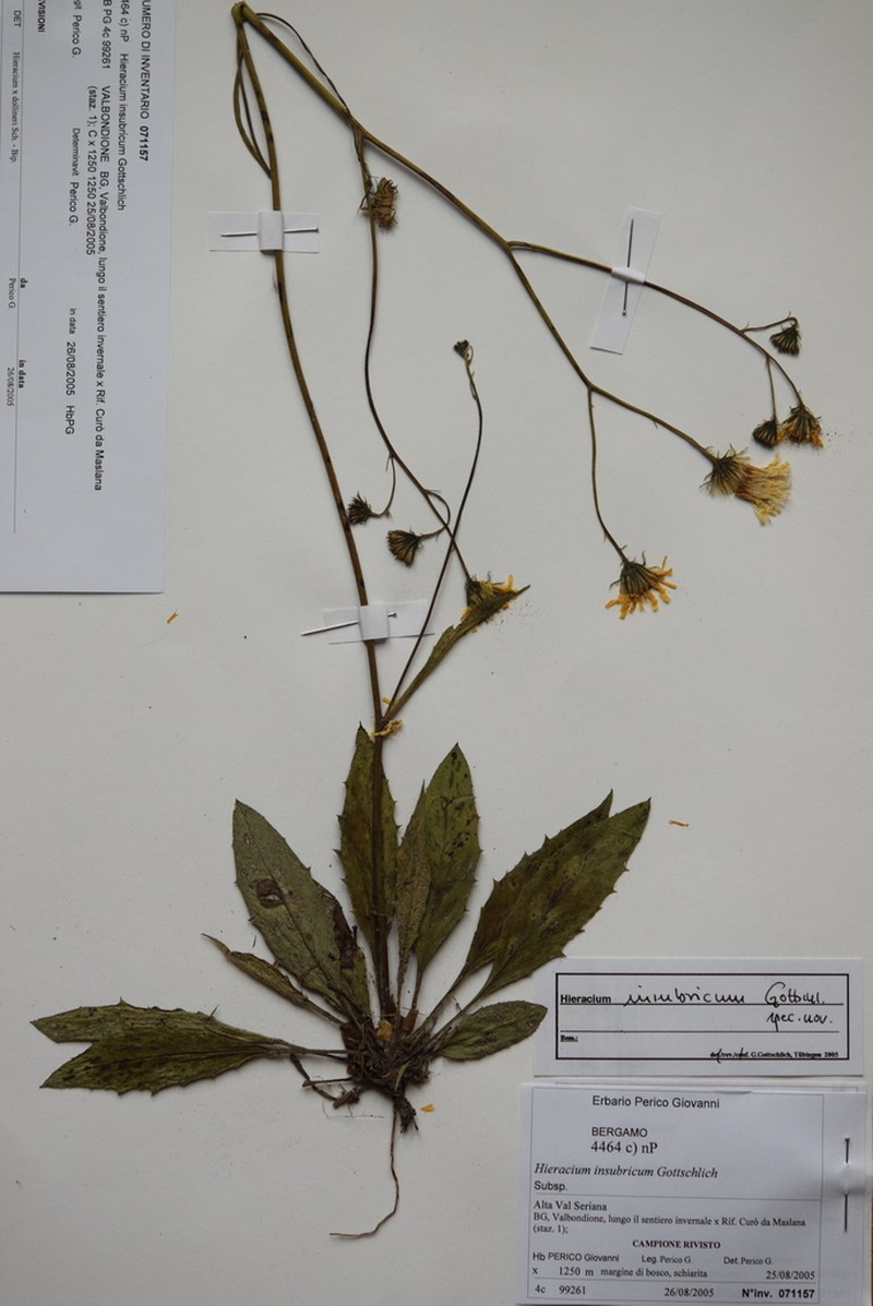 Hieracium insubricum photo 7