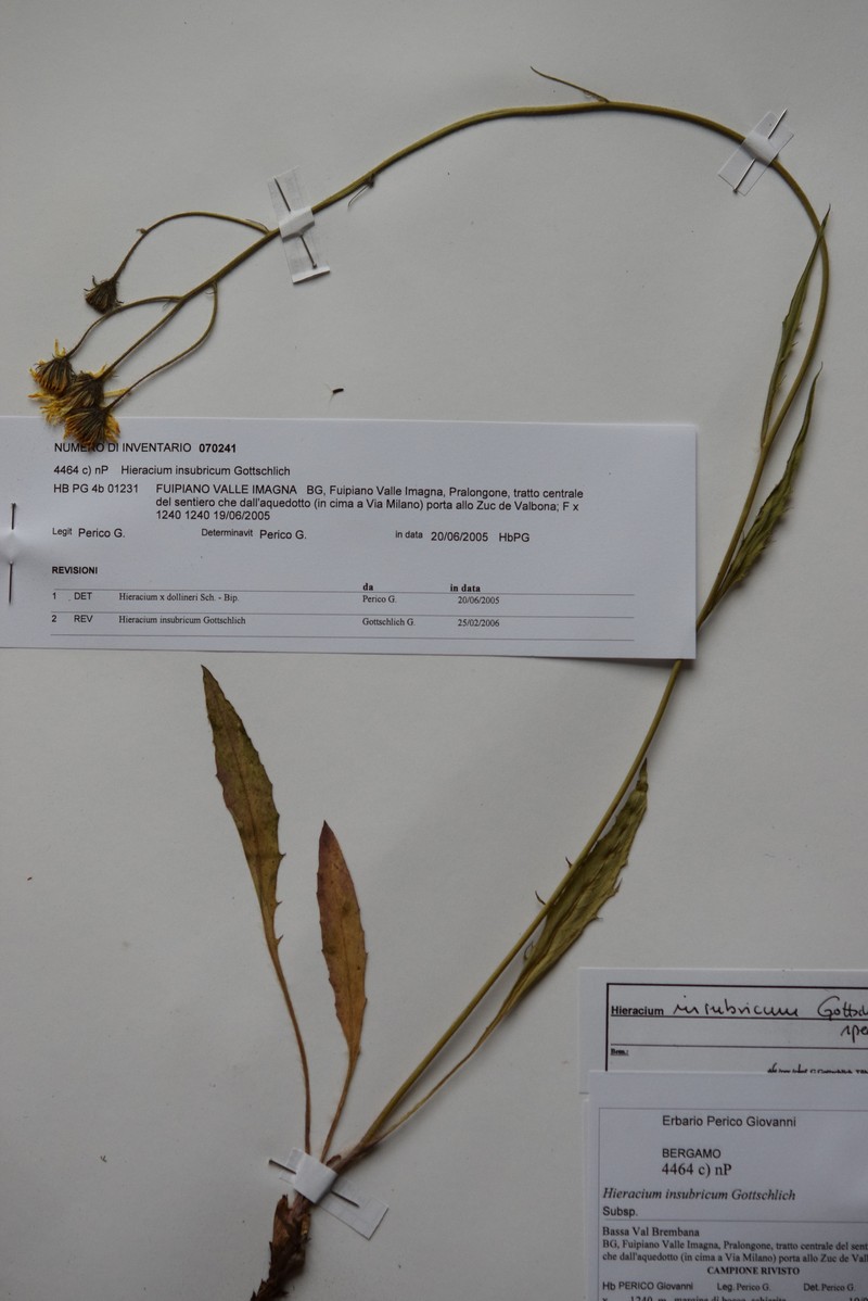 Hieracium insubricum photo 8