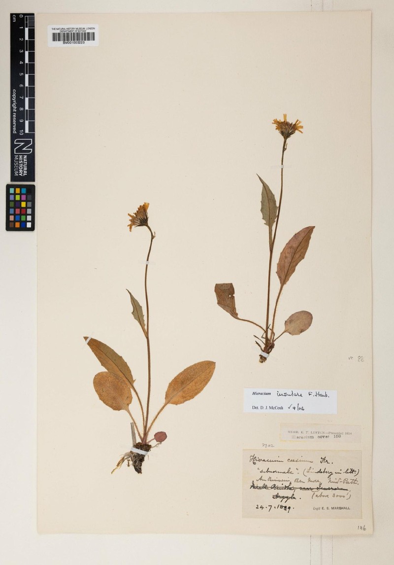 Hieracium insulare