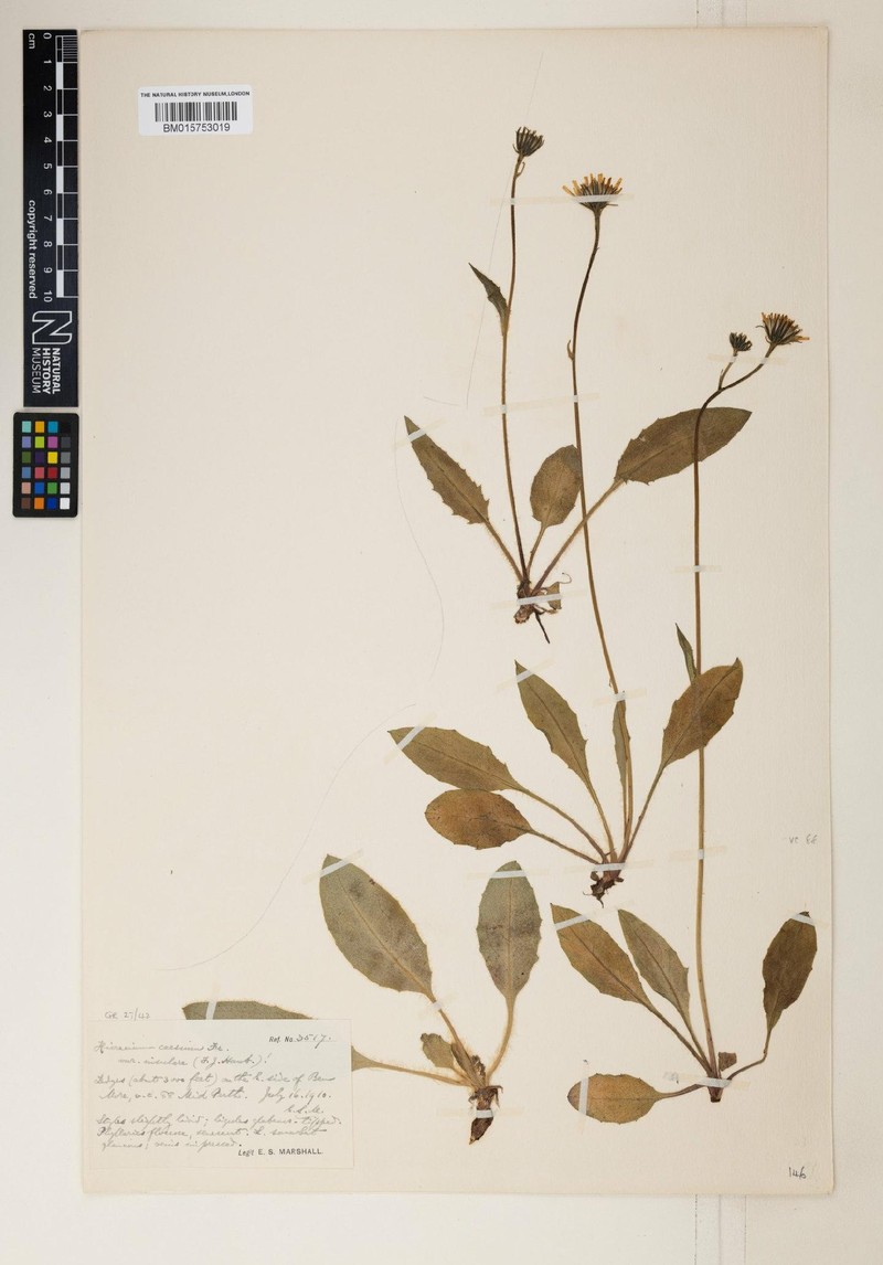 Hieracium insulare photo 2