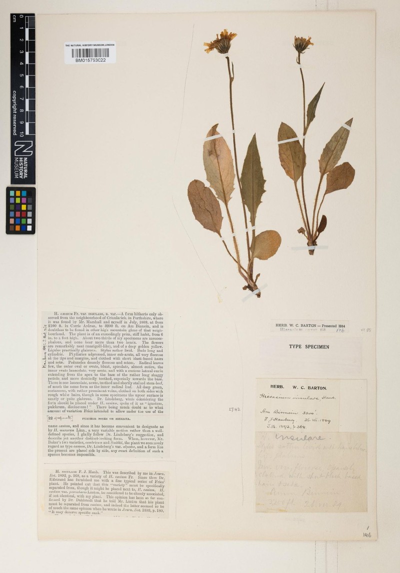 Hieracium insulare photo 3