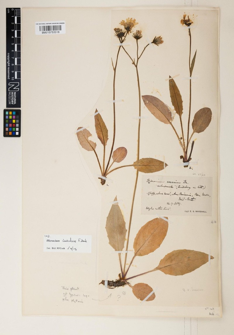 Hieracium insulare photo 4