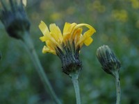 Hieracium inuloides