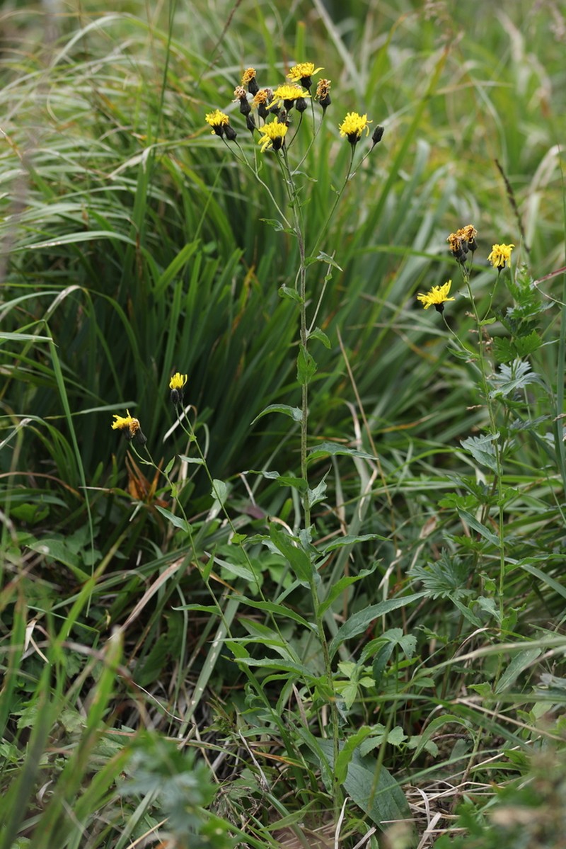 Hieracium inuloides photo 2