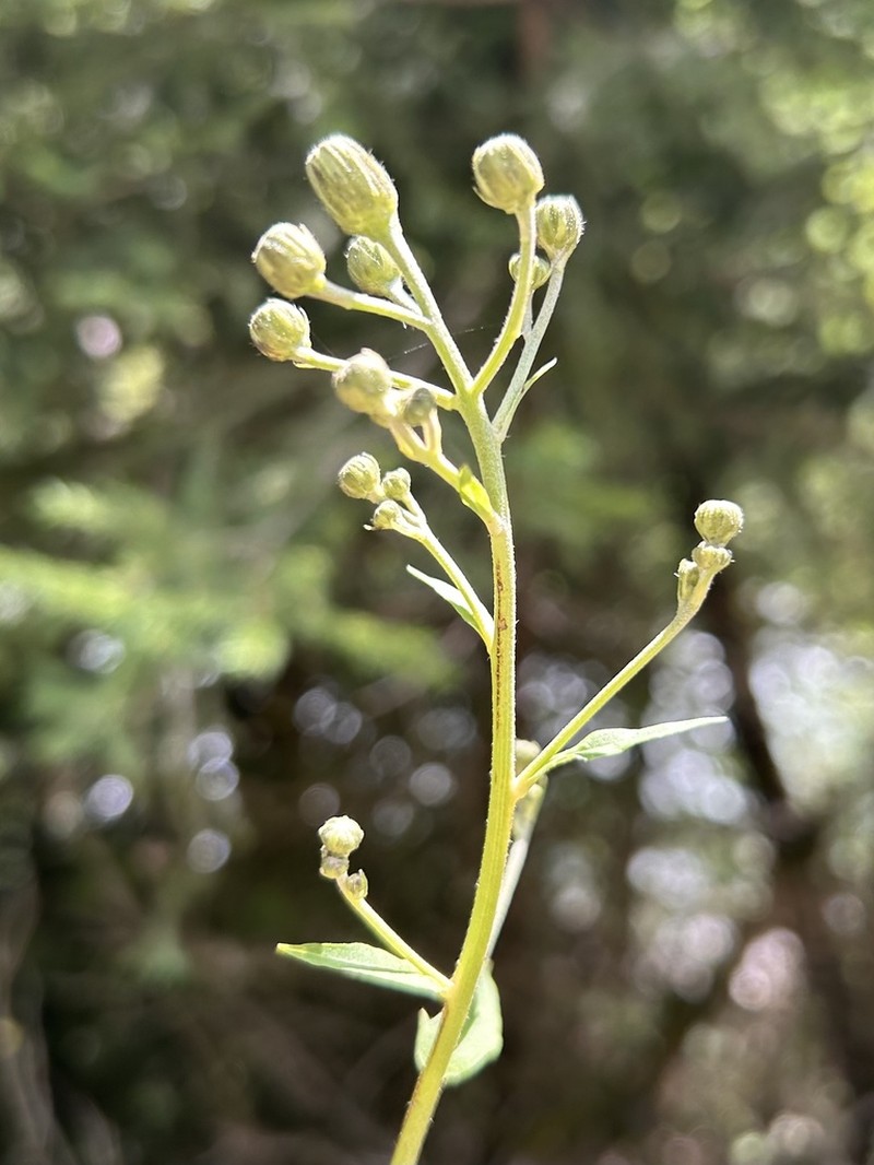 Hieracium inuloides photo 3