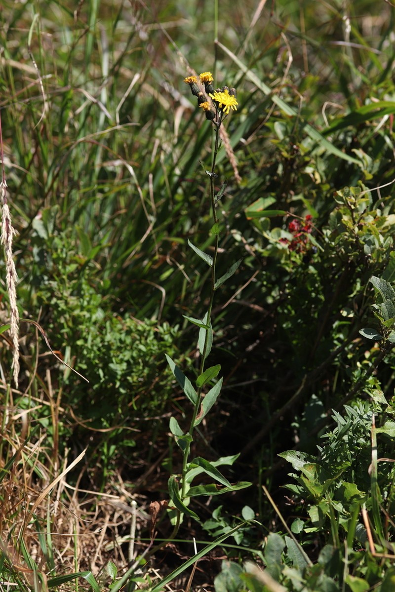 Hieracium inuloides photo 4
