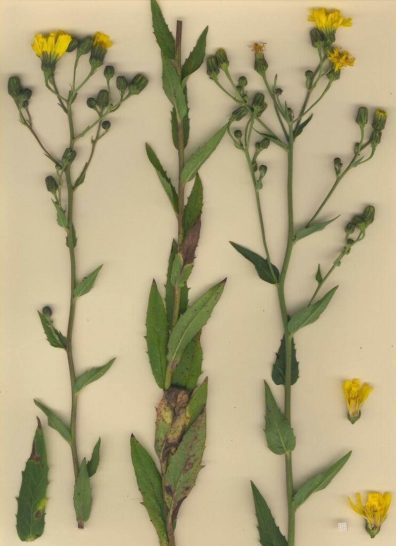 Hieracium inuloides photo 5