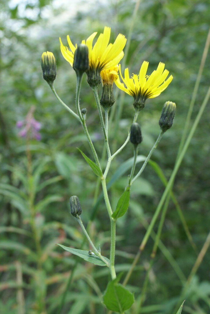 Hieracium inuloides photo 6