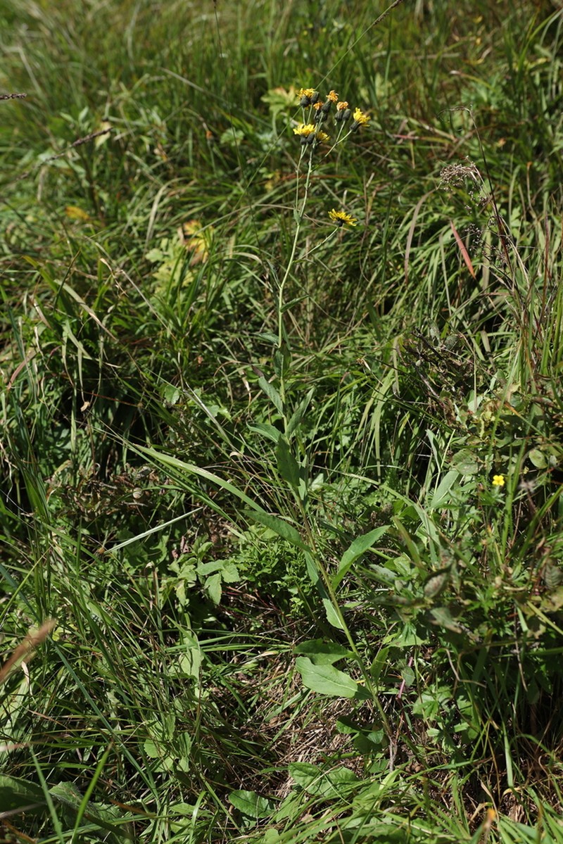 Hieracium inuloides photo 7