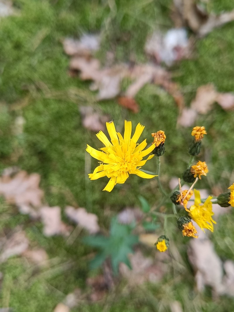 Hieracium inuloides photo 8