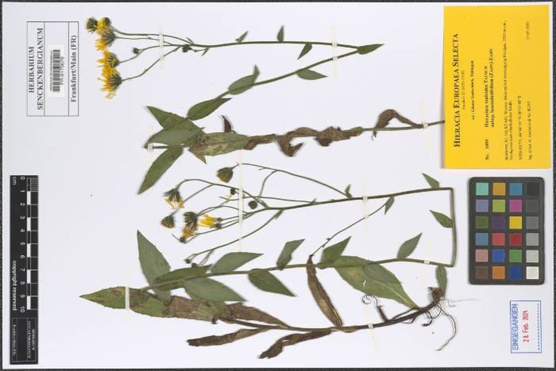 Hieracium inuloides subsp. lanceolatifolium