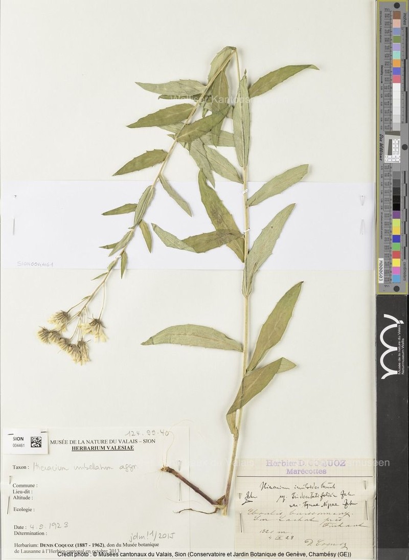 Hieracium inuloides subsp. tridentatifolium