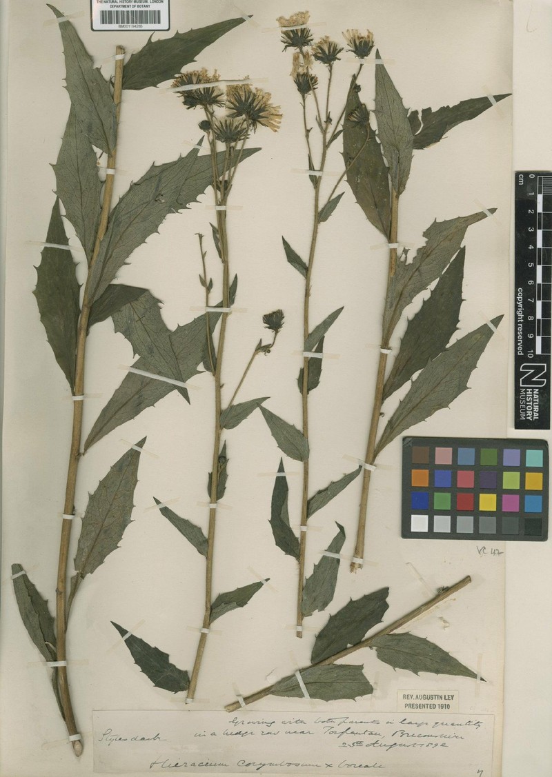 Hieracium inuloides subsp. tridentatifolium photo 2