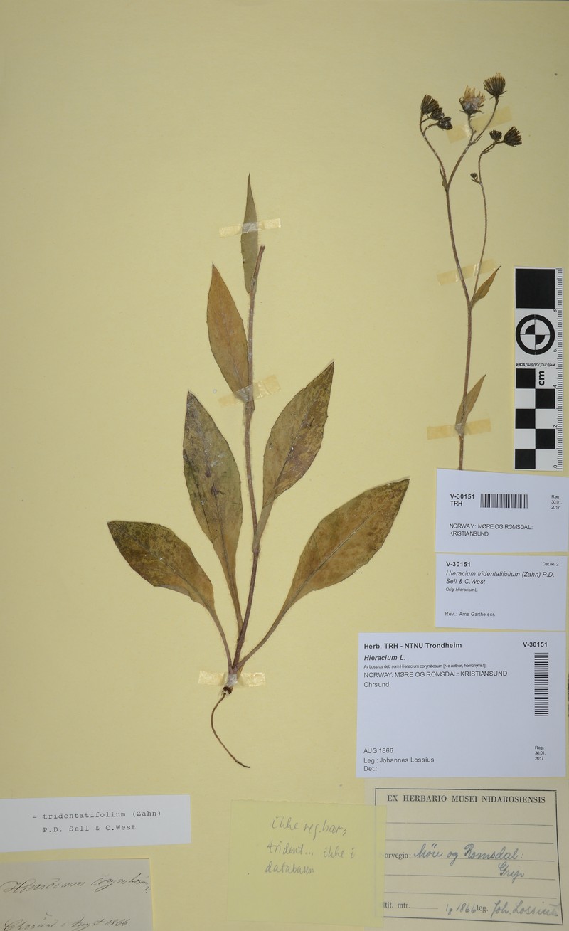 Hieracium inuloides subsp. tridentatifolium photo 3