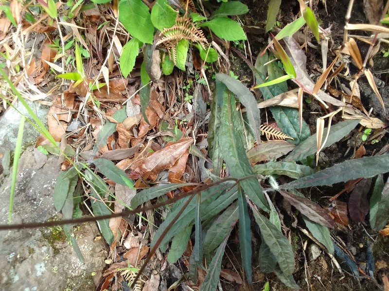Hieracium irasuense