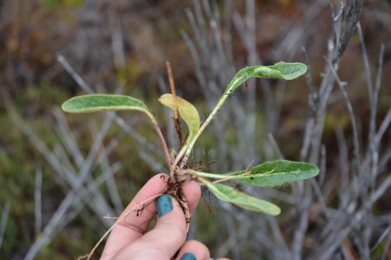 Hieracium irasuense photo 2