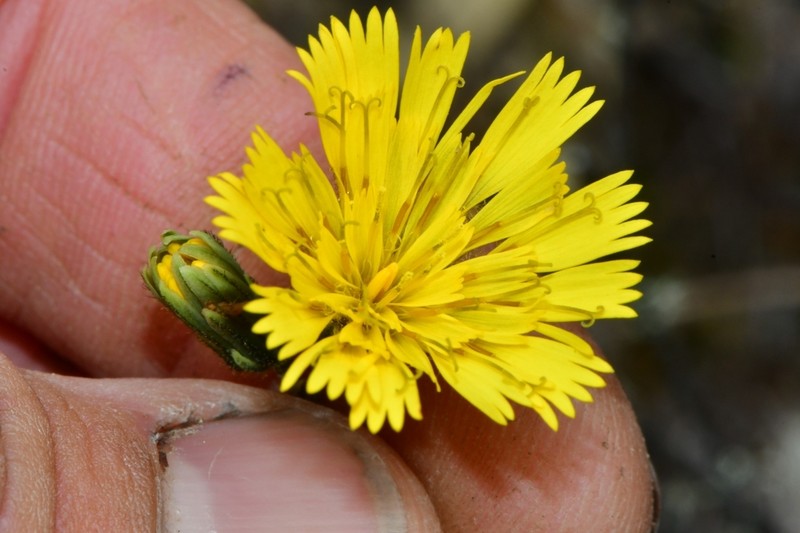 Hieracium irasuense photo 3