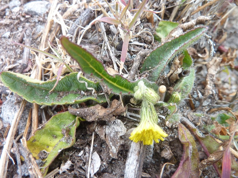 Hieracium irasuense photo 4