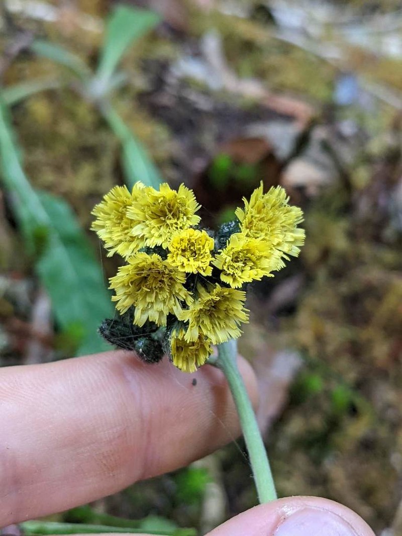 Hieracium irasuense photo 5