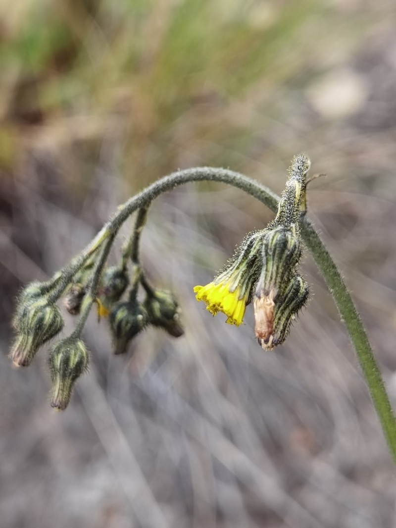 Hieracium irasuense photo 6