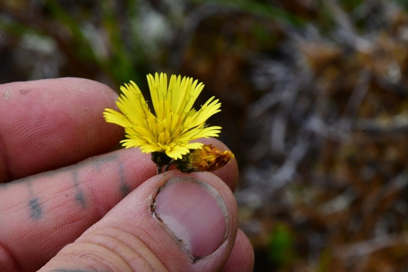 Hieracium irasuense photo 7