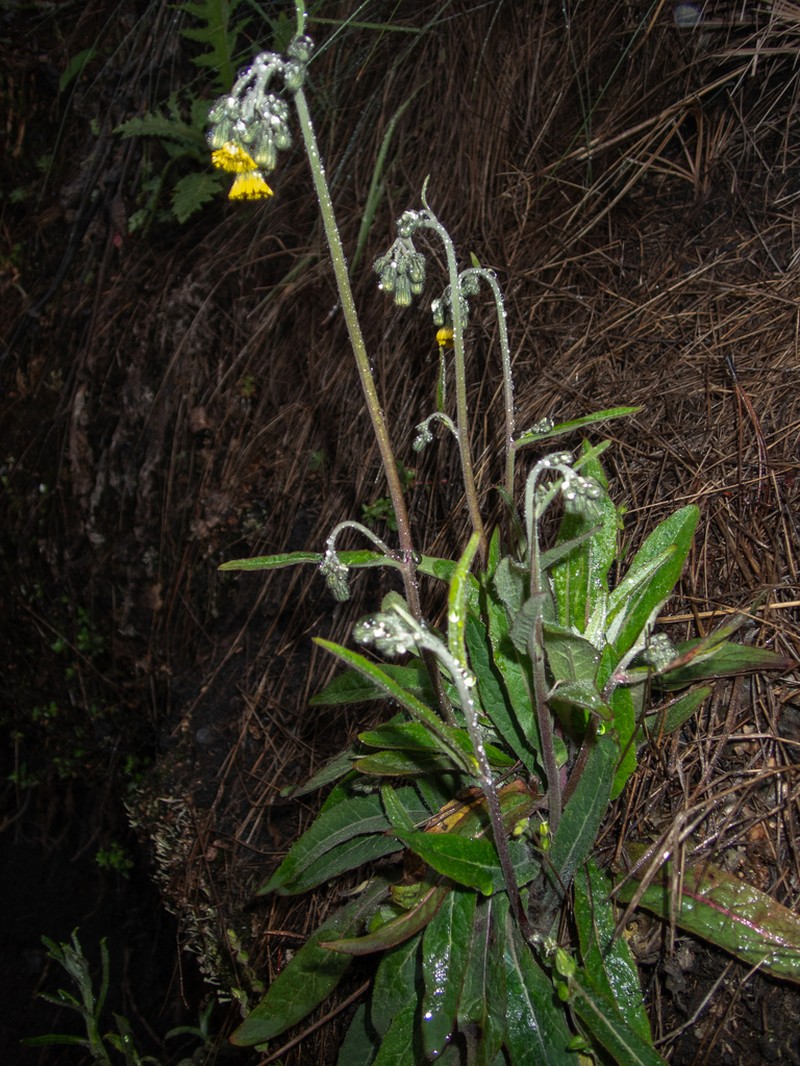 Hieracium irasuense photo 8