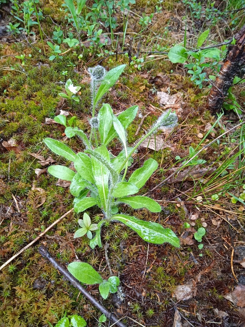 Hieracium iremelense