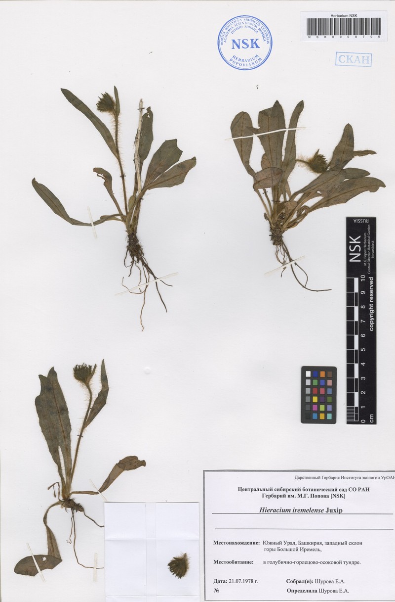 Hieracium iremelense photo 2