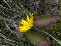 Hieracium iricum