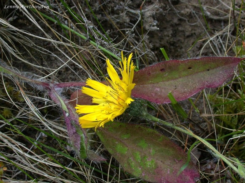 Hieracium iricum