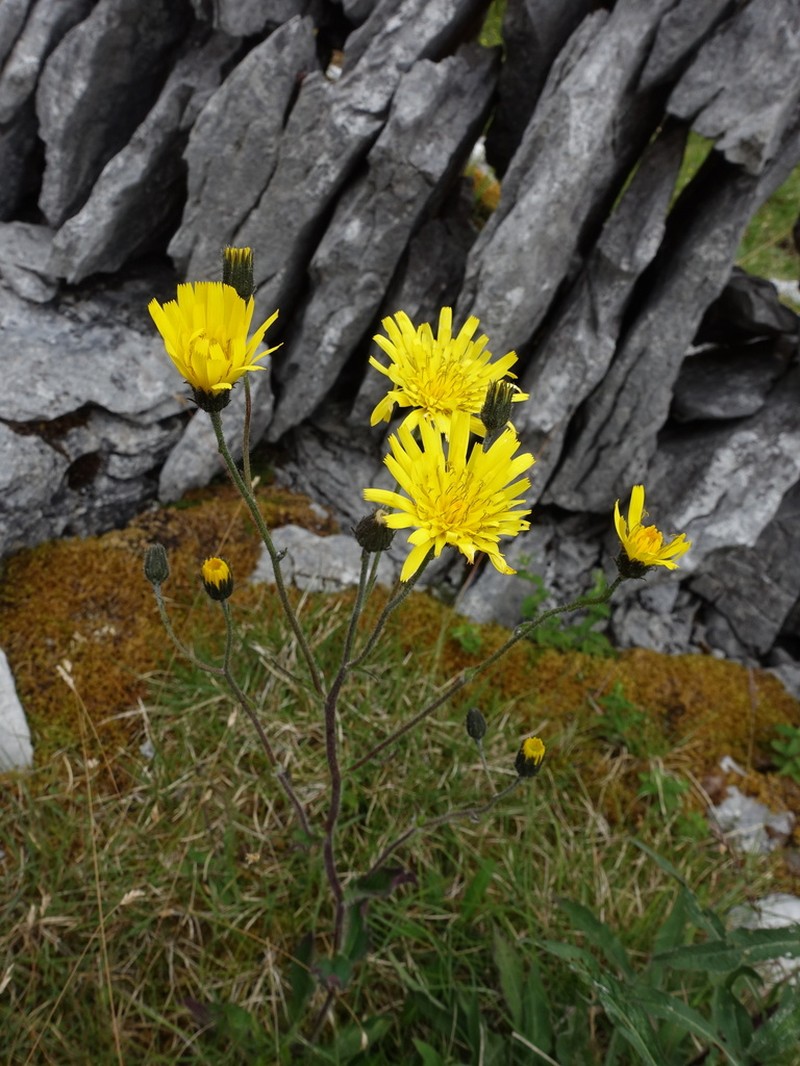 Hieracium iricum photo 2