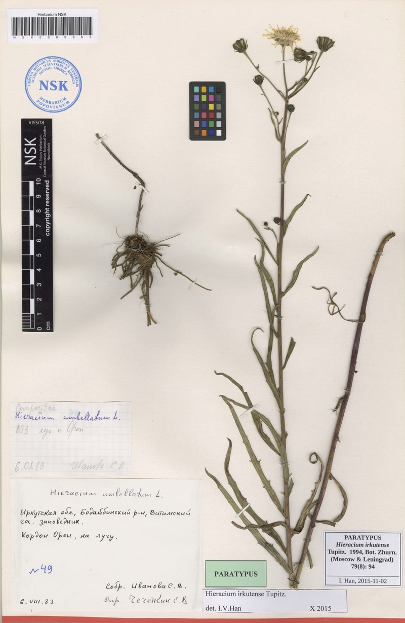 Hieracium irkutense