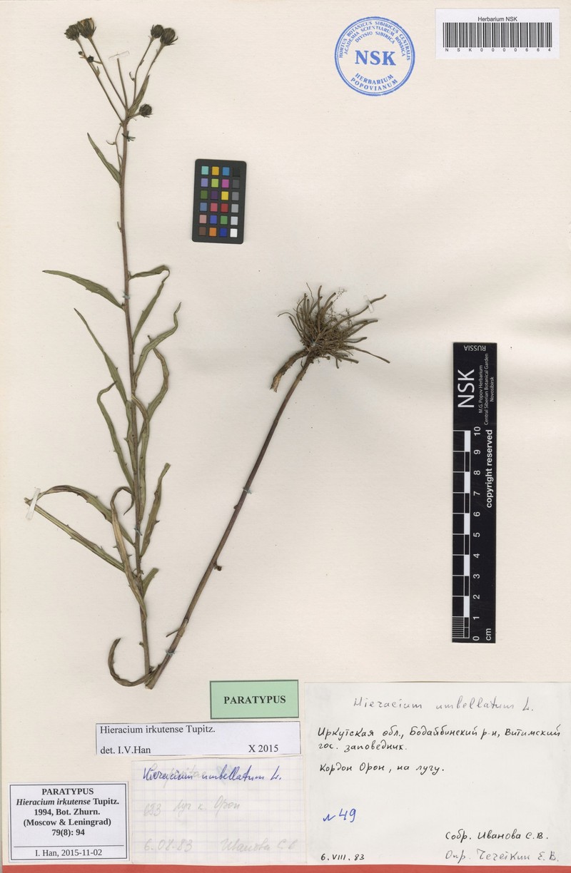 Hieracium irkutense photo 2