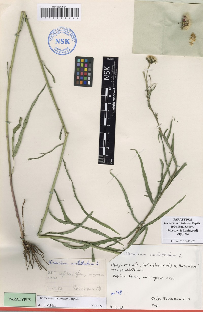 Hieracium irkutense photo 3