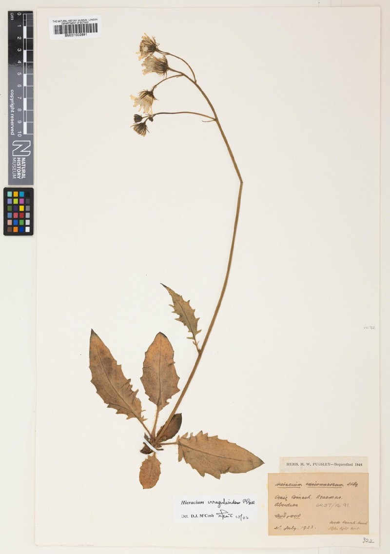 Hieracium irregularidens