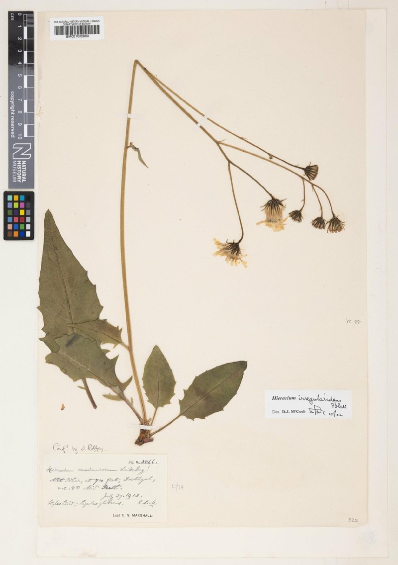 Hieracium irregularidens photo 2
