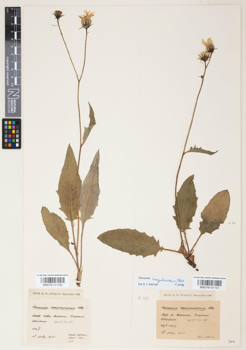 Hieracium irregularidens photo 3