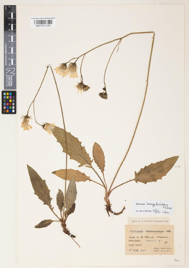 Hieracium irregularidens photo 4