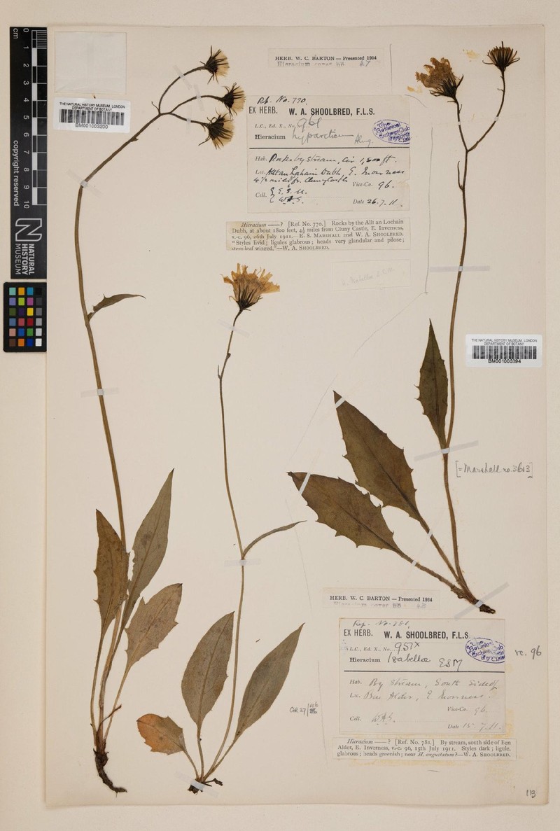 Hieracium isabellae