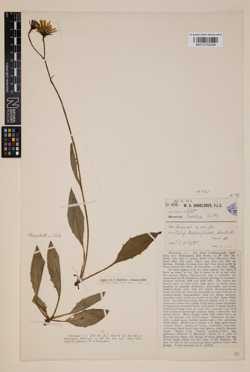 Hieracium isabellae photo 2